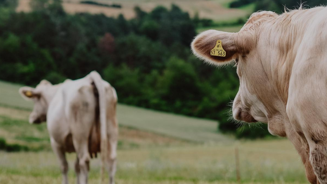 Rinder_auf_Weide_OeX