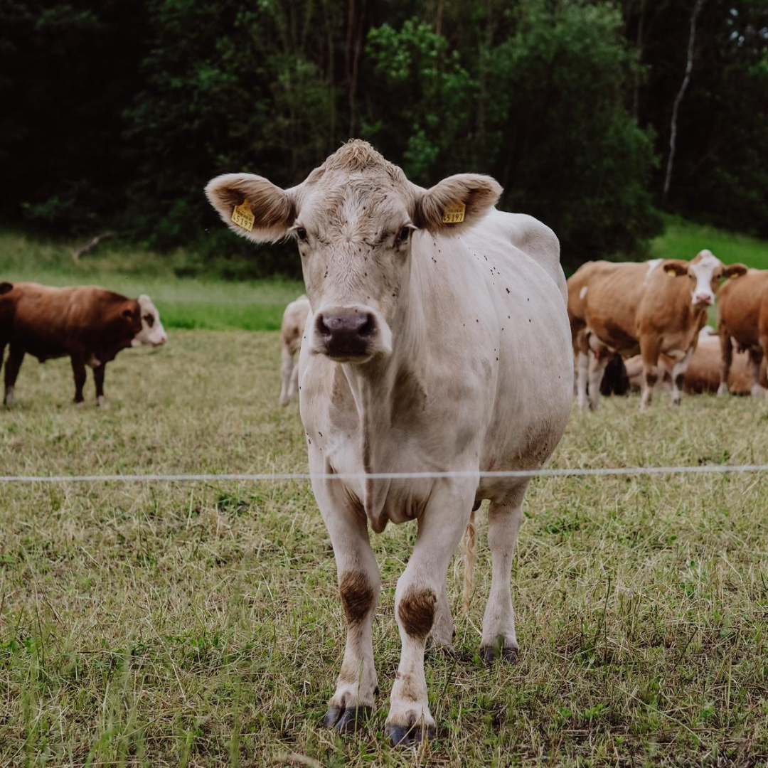 Rinder_auf_Weide_OeX