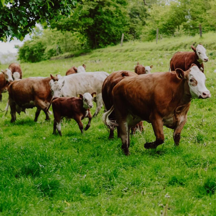 Rinder_auf_Weide_OeX_